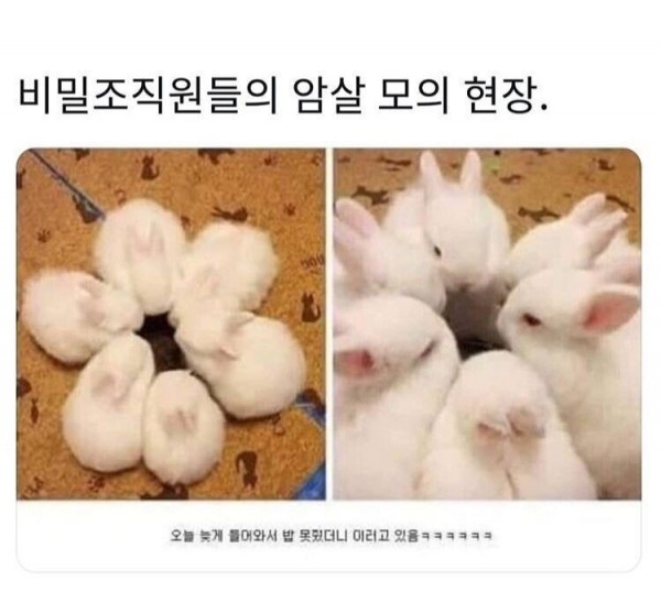 토끼 밥을 늦게 챙겨주자 생긴 일