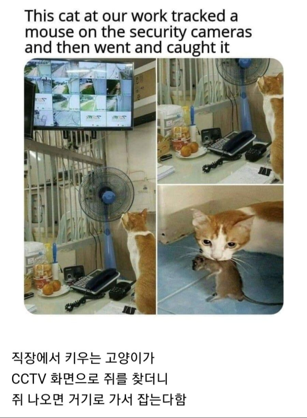 image.png CCTV 활용할 줄 아는 고양이.jpg