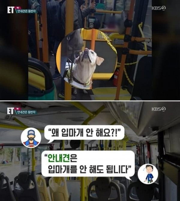 수원 버스기사 안내견에 &quot;왜 입마개 안했냐&quot; 호통.jpg