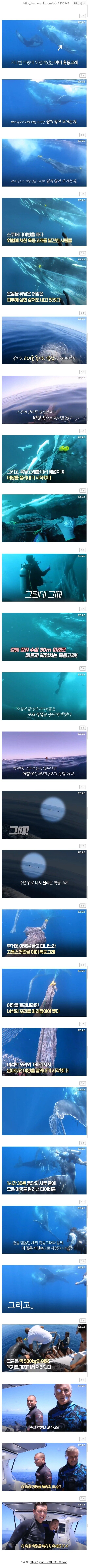 Screenshot_20230530_142322_Whale.jpg 총 500kg 무게의 그물에 걸린 혹등고래를 구해주는 다이버들